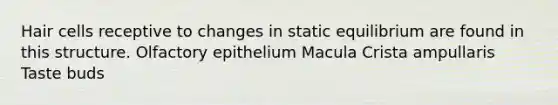 Hair cells receptive to changes in static equilibrium are found in this structure. Olfactory epithelium Macula Crista ampullaris Taste buds