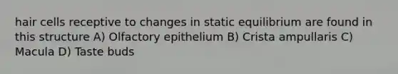 hair cells receptive to changes in static equilibrium are found in this structure A) Olfactory epithelium B) Crista ampullaris C) Macula D) Taste buds