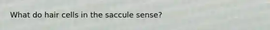 What do hair cells in the saccule sense?