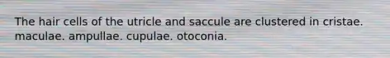 The hair cells of the utricle and saccule are clustered in cristae. maculae. ampullae. cupulae. otoconia.