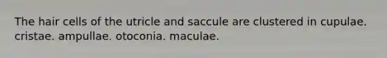 The hair cells of the utricle and saccule are clustered in cupulae. cristae. ampullae. otoconia. maculae.