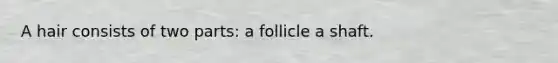 A hair consists of two parts: a follicle a shaft.