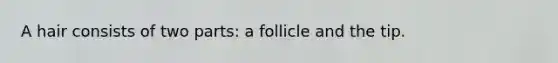 A hair consists of two parts: a follicle and the tip.