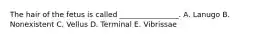 The hair of the fetus is called ________________. A. Lanugo B. Nonexistent C. Vellus D. Terminal E. Vibrissae