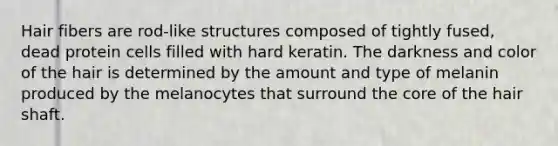 Hair fibers are rod-like structures composed of tightly fused, dead protein cells filled with hard keratin. The darkness and color of the hair is determined by the amount and type of melanin produced by the melanocytes that surround <a href='https://www.questionai.com/knowledge/kD8KqkX2aO-the-core' class='anchor-knowledge'>the core</a> of the hair shaft.