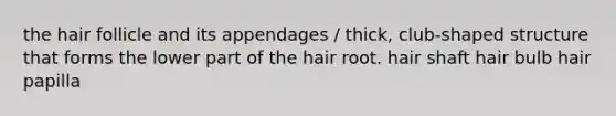 the hair follicle and its appendages / thick, club-shaped structure that forms the lower part of the hair root. hair shaft hair bulb hair papilla