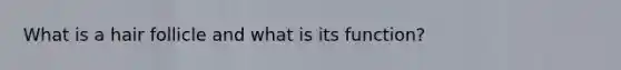 What is a hair follicle and what is its function?
