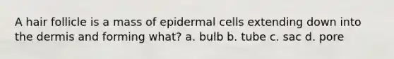 A hair follicle is a mass of epidermal cells extending down into the dermis and forming what? a. bulb b. tube c. sac d. pore