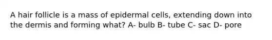 A hair follicle is a mass of epidermal cells, extending down into the dermis and forming what? A- bulb B- tube C- sac D- pore