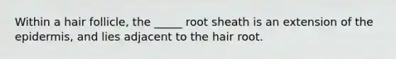 Within a hair follicle, the _____ root sheath is an extension of <a href='https://www.questionai.com/knowledge/kBFgQMpq6s-the-epidermis' class='anchor-knowledge'>the epidermis</a>, and lies adjacent to the hair root.