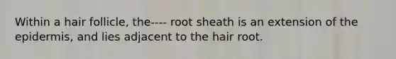 Within a hair follicle, the---- root sheath is an extension of the epidermis, and lies adjacent to the hair root.