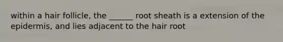 within a hair follicle, the ______ root sheath is a extension of the epidermis, and lies adjacent to the hair root