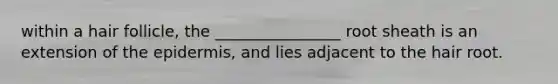 within a hair follicle, the ________________ root sheath is an extension of the epidermis, and lies adjacent to the hair root.