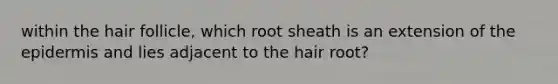 within the hair follicle, which root sheath is an extension of the epidermis and lies adjacent to the hair root?