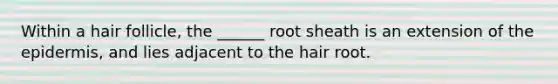 Within a hair follicle, the ______ root sheath is an extension of <a href='https://www.questionai.com/knowledge/kBFgQMpq6s-the-epidermis' class='anchor-knowledge'>the epidermis</a>, and lies adjacent to the hair root.