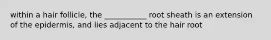 within a hair follicle, the ___________ root sheath is an extension of the epidermis, and lies adjacent to the hair root