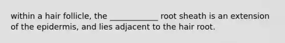 within a hair follicle, the ____________ root sheath is an extension of the epidermis, and lies adjacent to the hair root.