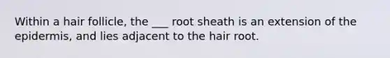 Within a hair follicle, the ___ root sheath is an extension of the epidermis, and lies adjacent to the hair root.