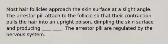 Most hair follicles approach the skin surface at a slight angle. The arrestor pili attach to the follicle so that their contraction pulls the hair into an upright poison, dimpling the skin surface and producing ____ ____. The arrestor pili are regulated by the nervous system.