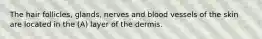 The hair follicles, glands, nerves and blood vessels of the skin are located in the (A) layer of the dermis.