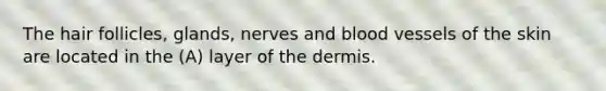 The hair follicles, glands, nerves and blood vessels of the skin are located in the (A) layer of the dermis.