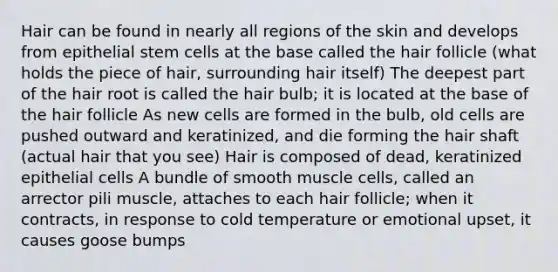 Hair can be found in nearly all regions of the skin and develops from epithelial stem cells at the base called the hair follicle (what holds the piece of hair, surrounding hair itself) The deepest part of the hair root is called the hair bulb; it is located at the base of the hair follicle As new cells are formed in the bulb, old cells are pushed outward and keratinized, and die forming the hair shaft (actual hair that you see) Hair is composed of dead, keratinized epithelial cells A bundle of smooth muscle cells, called an arrector pili muscle, attaches to each hair follicle; when it contracts, in response to cold temperature or emotional upset, it causes goose bumps