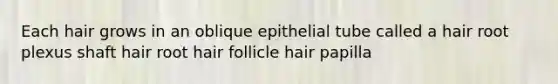 Each hair grows in an oblique epithelial tube called a hair root plexus shaft hair root hair follicle hair papilla