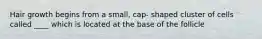 Hair growth begins from a small, cap- shaped cluster of cells called ____ which is located at the base of the follicle