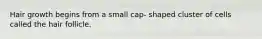 Hair growth begins from a small cap- shaped cluster of cells called the hair follicle.