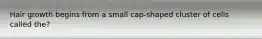 Hair growth begins from a small cap-shaped cluster of cells called the?