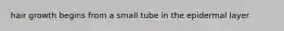 hair growth begins from a small tube in the epidermal layer