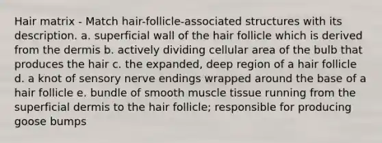 Hair matrix - Match hair-follicle-associated structures with its description. a. superficial wall of the hair follicle which is derived from the dermis b. actively dividing cellular area of the bulb that produces the hair c. the expanded, deep region of a hair follicle d. a knot of sensory nerve endings wrapped around the base of a hair follicle e. bundle of smooth muscle tissue running from the superficial dermis to the hair follicle; responsible for producing goose bumps