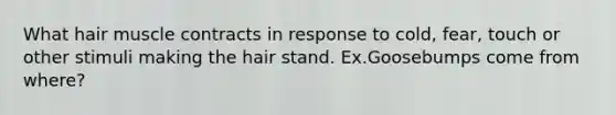 What hair muscle contracts in response to cold, fear, touch or other stimuli making the hair stand. Ex.Goosebumps come from where?