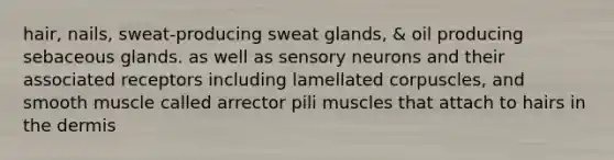 hair, nails, sweat-producing sweat glands, & oil producing sebaceous glands. as well as sensory neurons and their associated receptors including lamellated corpuscles, and smooth muscle called arrector pili muscles that attach to hairs in the dermis