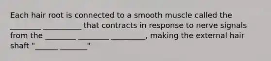 Each hair root is connected to a smooth muscle called the ________ __________ that contracts in response to nerve signals from the ________ ________ _________, making the external hair shaft "______ _______"