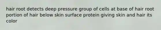 hair root detects deep pressure group of cells at base of hair root portion of hair below skin surface protein giving skin and hair its color