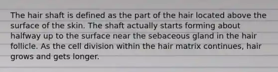 The hair shaft is defined as the part of the hair located above the surface of the skin. The shaft actually starts forming about halfway up to the surface near the sebaceous gland in the hair follicle. As the cell division within the hair matrix continues, hair grows and gets longer.