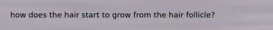 how does the hair start to grow from the hair follicle?