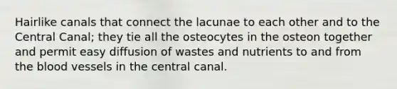 Hairlike canals that connect the lacunae to each other and to the Central Canal; they tie all the osteocytes in the osteon together and permit easy diffusion of wastes and nutrients to and from the blood vessels in the central canal.