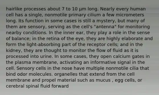 hairlike processes about 7 to 10 μm long. Nearly every human cell has a single, nonmotile primary cilium a few micrometers long. Its function in some cases is still a mystery, but many of them are sensory, serving as the cell's "antenna" for monitoring nearby conditions. In the inner ear, they play a role in the sense of balance; in the retina of the eye, they are highly elaborate and form the light-absorbing part of the receptor cells; and in the kidney, they are thought to monitor the flow of fluid as it is processed into urine. In some cases, they open calcium gates in the plasma membrane, activating an informative signal in the cell. Sensory cells in the nose have multiple nonmotile cilia that bind odor molecules. organelles that extend from the cell membrane and propel material such as mucus , egg cells, or cerebral spinal fluid forward