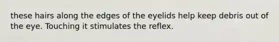 these hairs along the edges of the eyelids help keep debris out of the eye. Touching it stimulates the reflex.