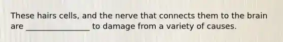 These hairs cells, and the nerve that connects them to the brain are ________________ to damage from a variety of causes.