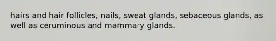 hairs and hair follicles, nails, sweat glands, sebaceous glands, as well as ceruminous and mammary glands.