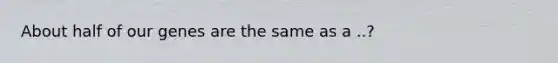 About half of our genes are the same as a ..?