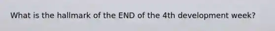 What is the hallmark of the END of the 4th development week?