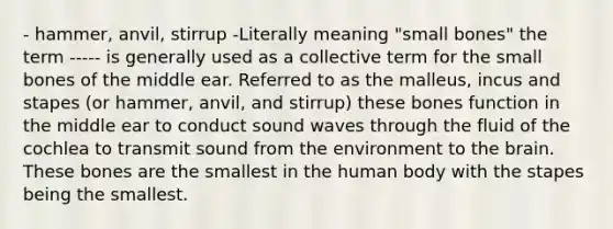 - hammer, anvil, stirrup -Literally meaning "small bones" the term ----- is generally used as a collective term for the small bones of the middle ear. Referred to as the malleus, incus and stapes (or hammer, anvil, and stirrup) these bones function in the middle ear to conduct sound waves through the fluid of the cochlea to transmit sound from the environment to the brain. These bones are the smallest in the human body with the stapes being the smallest.