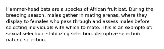 Hammer-head bats are a species of African fruit bat. During the breeding season, males gather in mating arenas, where they display to females who pass through and assess males before selecting individuals with which to mate. This is an example of: sexual selection. stabilizing selection. disruptive selection natural selection.