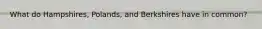 What do Hampshires, Polands, and Berkshires have in common?