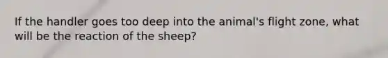 If the handler goes too deep into the animal's flight zone, what will be the reaction of the sheep?