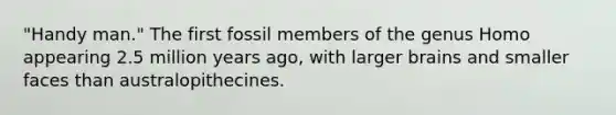 "Handy man." The first fossil members of the genus Homo appearing 2.5 million years ago, with larger brains and smaller faces than australopithecines.